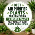 best air purifier plants for home India